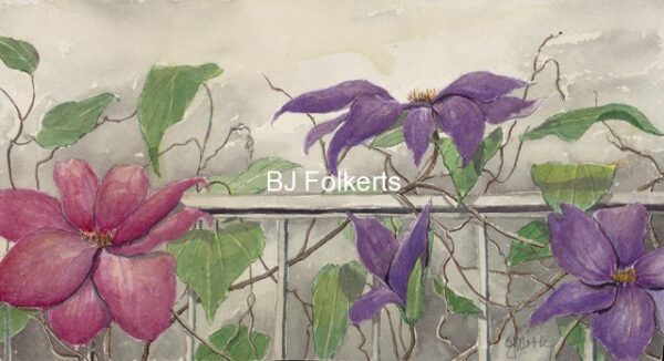 CLEMATIS|Clematis on Fence