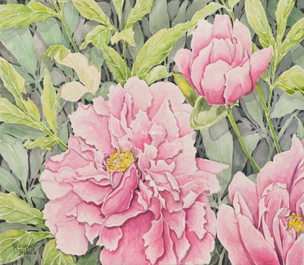 Pink Peonies w:c